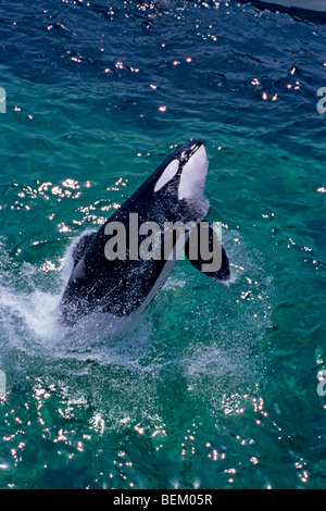 ORCA, l'Orque sautant, JAPON Banque D'Images