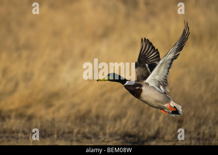 Le Canard colvert (Anas platyrhynchos), homme, décoller, Bosque del Apache National Wildlife Refuge , New Mexico, USA, Banque D'Images