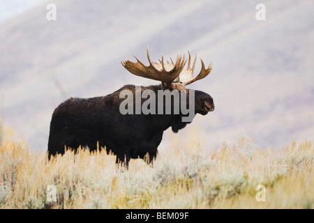 L'orignal (Alces alces), Bull, Grand Teton NP, Wyoming, USA Banque D'Images