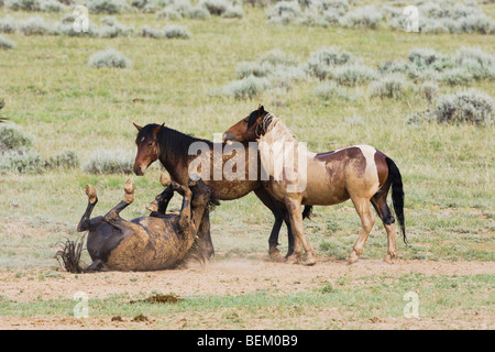 Mustang le Cheval (Equus caballus), troupeau, Pryor Mountain Gamme Wild Horse, Montana, USA Banque D'Images