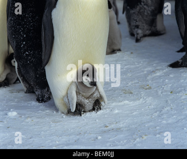 Poussin manchot empereur de l'Antarctique, Banque D'Images