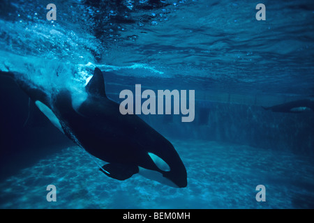 ORCA, l'Orque sautant DANS L'EAU, LE JAPON Banque D'Images