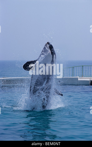 ORCA, l'Orque sautant, JAPON Banque D'Images