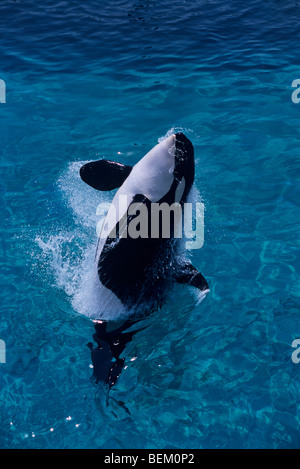 ORCA, l'Orque sautant, JAPON Banque D'Images