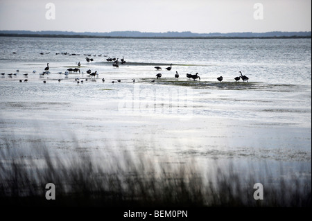 Les canards et les oiseaux se nourrissent sur le son de la baie dans les clubs Currituck section corolle dans l'Outer Banks de la Caroline du Nord. Banque D'Images