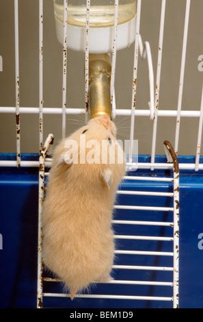 Hamster doré (Mesocricetus auratus) Eau potable à partir de la bouteille dans la cage Banque D'Images