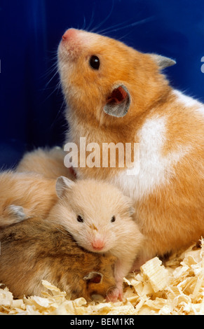 Hamster doré (Mesocricetus auratus) avec les jeunes dans le nid Banque D'Images