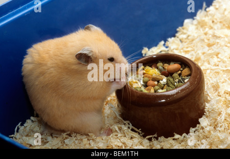 Hamster doré (Mesocricetus auratus) alimentation mélange de graines et céréales en cage Banque D'Images