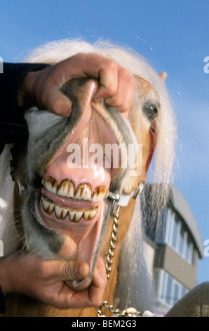 L'inspection des dents du cheval par le juge au cours de l'exposition show Banque D'Images