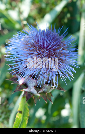 Cynara cardunculus cardon Banque D'Images