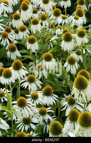 Echinacea purpurea WHITE SWAN Banque D'Images
