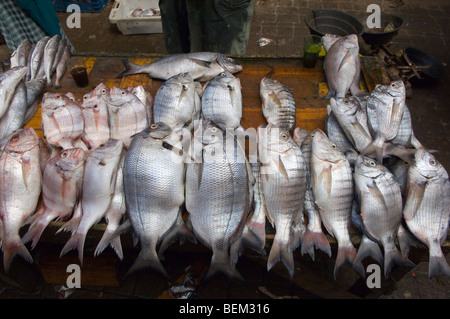 Pour la vente de poissons dans la vieille médina, Casablanca, Maroc, Afrique Banque D'Images