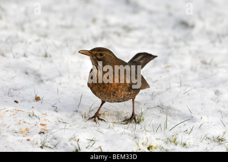 Blackbird (Turdus merula) femelle se nourrissant de la chapelure dans le jardin couvert de neige en hiver Banque D'Images