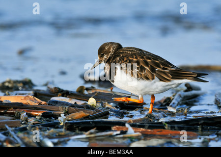 Tournepierre à collier (Arenaria interpres) en plumage d'hiver qui se nourrissent de plage le long landwash, Ostende, Belgique Banque D'Images
