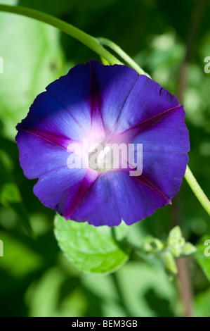 L'Ipomoea KNIOLAS CHEVALIER NOIR Banque D'Images