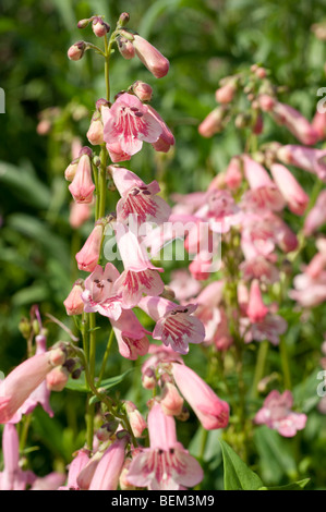 Penstemon HEWELL PINK BEDDER Banque D'Images