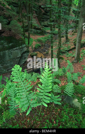 Le polypode commun (Polypodium vulgare) close-up de frond, Beaufort, Luxembourg Banque D'Images