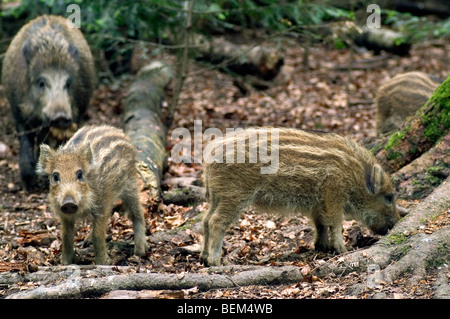 Les porcelets sanglier (Sus scrofa) en forêt, Allemagne Banque D'Images