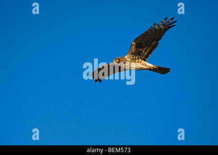 Busard Saint-Martin (Circus cyaneus) , femme en vol, Bosque del Apache National Wildlife Refuge , New Mexico, USA, Banque D'Images