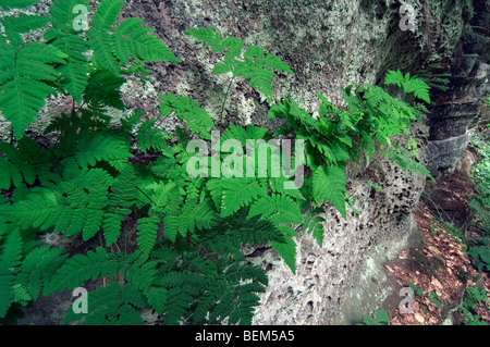 Chêne (fougère Gymnocarpium dryopteris) dans la roche, Luxembourg Banque D'Images