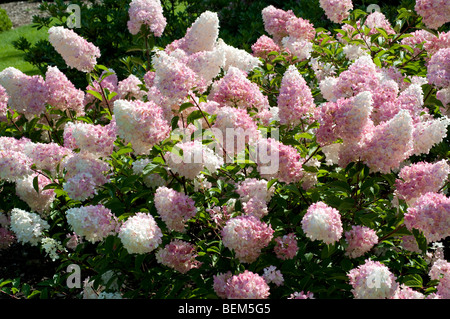 L'Hydrangea paniculata Vanille Fraise RENHY Banque D'Images