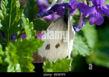 Chou blanc papillon sur fleur de verveine Banque D'Images