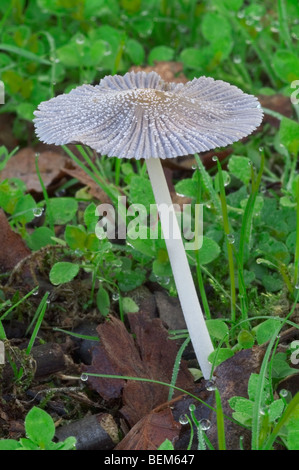 Harefoot champignons / inkcap pied de Lièvre (champignon Coprinopsis lagopus Coprinus lagopus) / Banque D'Images