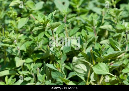 L'origan origanum vulgare hirtum grec GREEK Banque D'Images