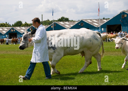 Gestionnaire d'hommes présentant une vache Blanc Bleu belge dans le Show Ring Banque D'Images