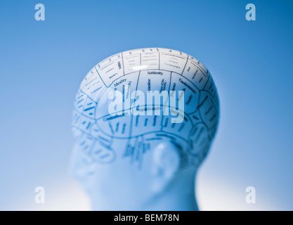 Modèle de cerveau humain Banque D'Images