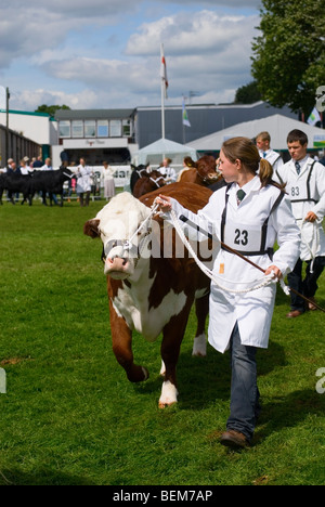 Gestionnaire femelle présentant un Bull Guernesey Banque D'Images