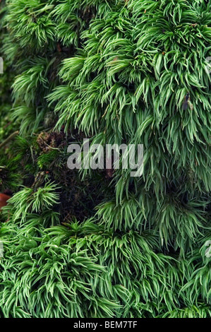 Blanc coussin moss (Leucobryum glaucum), Luxembourg Banque D'Images