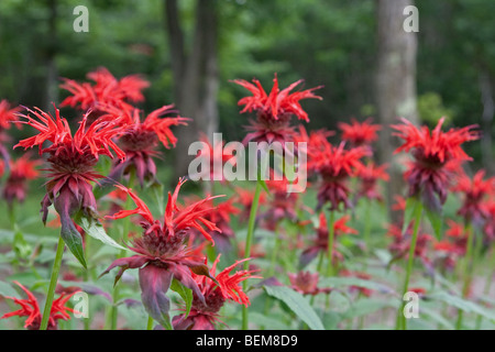 La monarde fistuleuse (Monarda fistulosa) dans Sanctuaire Togakushi, Japon Banque D'Images