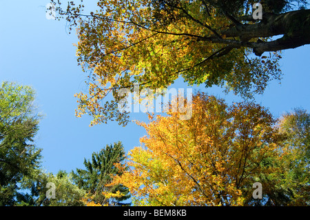 Forêt de hêtres (Fagus sylvatica) montrant les couleurs de l'automne, Ardennes, Belgique Banque D'Images