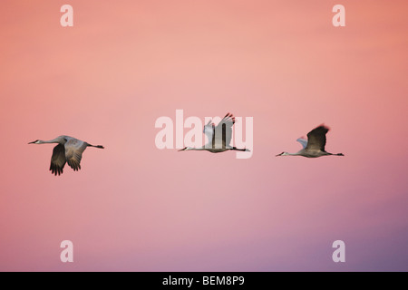Grue du Canada (Grus canadensis), groupe en vol au coucher du soleil, Bosque del Apache National Wildlife Refuge , New Mexico, USA, Banque D'Images