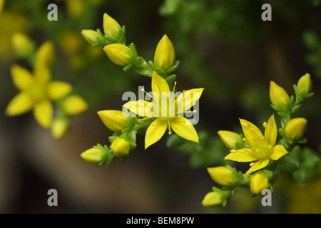 Close up of biting stonecrop / Sedum acre Banque D'Images