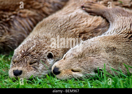 Deux Européens mignon la loutre de rivière (Lutra lutra) dormir ensemble sur les bords de la rivière, Ecosse, Royaume-Uni Banque D'Images