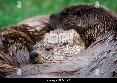 Deux Européens mignon la loutre de rivière (Lutra lutra) dormir ensemble sur les bords de la rivière, Ecosse, Royaume-Uni Banque D'Images