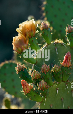 L'isoète d'figuier de Barbarie (Opuntia engelmannii) cactus montrant, fruits et fleurs Saguaro National Park, Arizona, États-Unis Banque D'Images