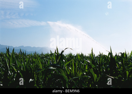 Un champ d'être irriguées, CERDAGNE, Pyrénées, Espagne Banque D'Images