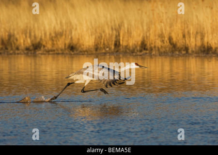 Grue du Canada (Grus canadensis), des profils de décoller, Bosque del Apache National Wildlife Refuge , New Mexico, USA, Banque D'Images