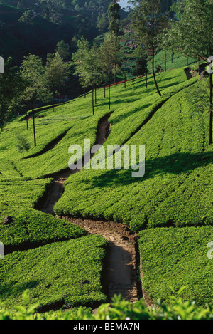 La plantation de thé sur colline, Sri Lanka Banque D'Images