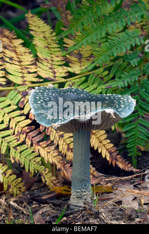 Roundhead bleu champignon (Stropharia caerulea / Psilocybe caerulea) Banque D'Images