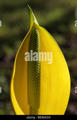 Western lysichiton photographié dans le parc national du Lake District. Banque D'Images