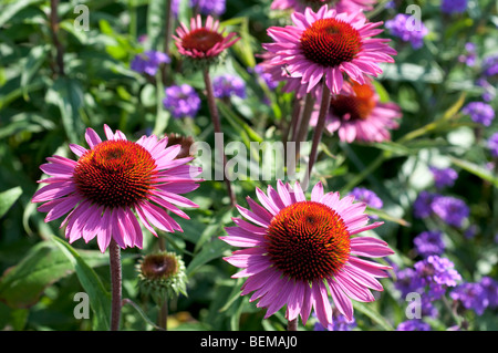 Echinacea purpurea Échinacée pourpre foncé tige Banque D'Images