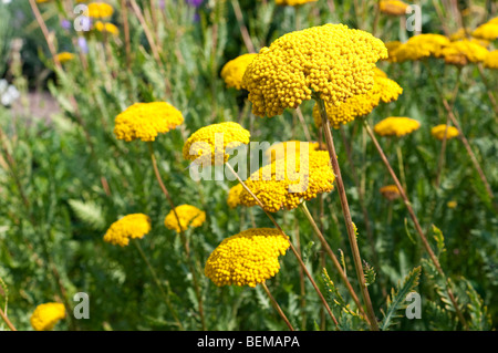 Achillée millefeuille, Achillea filipendulina VARIÉTÉ DE PARKER Banque D'Images