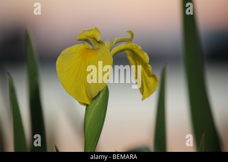 Drapeau jaune Iris pseudacorus Iris Banque D'Images