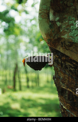 Para arbre à caoutchouc (Hevea brasiliensis), exploité pour recueillir le latex, Sri Lanka Banque D'Images