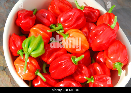 Un bol de piments habanero très chaude (Capsicum chinense). Banque D'Images