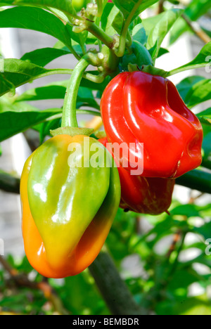 Piment Habanero (Capsicum chinense) croissant Banque D'Images